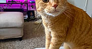 Millie joined the competition — help win amazing prizes! cat, orange_tabby, pet, indoor, living_room, television, furniture, ottoman, carpet, door, ambient_lighting, purple_light, curious, wide_eyes, whiskers, close_up, soft_texture, home, cozy, domestic