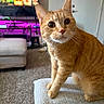 cat, orange_tabby, pet, indoor, living_room, television, furniture, ottoman, carpet, door, ambient_lighting, purple_light, curious, wide_eyes, whiskers, close_up, soft_texture, home, cozy, domestic