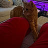 Millie is registered to the contest to win money with this photo: cat, ginger_cat, indoor, living_room, red_pants, person, couch, pillows, blanket, television, purple_lighting, carpet, furniture, relaxation, pet, stretching, cozy, home, animal, screen