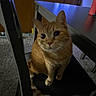 cat, orange_tabby, chair, indoor, carpet, table, fish_tank, pet, feline, curious, animal, domestic, black_chair, looking_up, household, cozy, whiskers, ears, fur, sitting