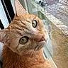 Millie joined the competition — help win amazing prizes! cat, orange_tabby, close_up, window, reflection, green_eyes, whiskers, curious, indoor, daylight, pets, animal, feline, portrait, looking_out, nature_view, cars, trees, soft_light, fur