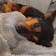 Ozzy a rejoint le concours — aidez-le/la à gagner de superbes lots ! animal, black, blanket, brown, closeup, comfort, couch, cozy, dog, ears, eyes, fur, indoors, nose, pet, relaxed, resting, sleepy, snuggling, warm