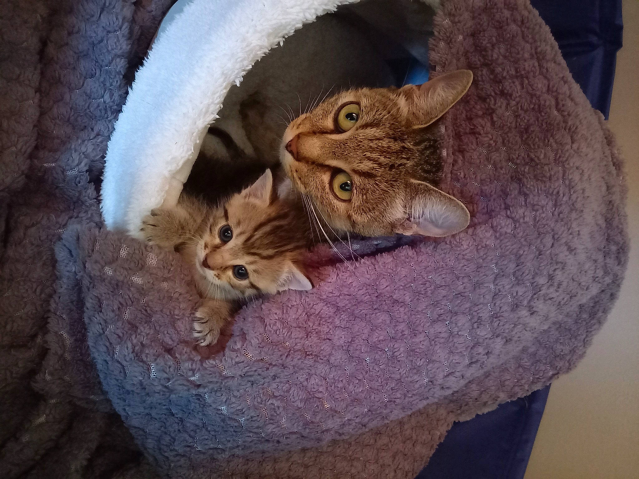 Choupie a rejoint le concours — aidez-le/la à gagner de superbes lots ! carnivore, cat, cat_supply, claw, comfort, domestic_short_haired_cat, ear, eye, fawn, felidae, fur, hat, paw, sand, small_to_medium_sized_cats, snout, tail, terrestrial_animal, whiskers, wildlife