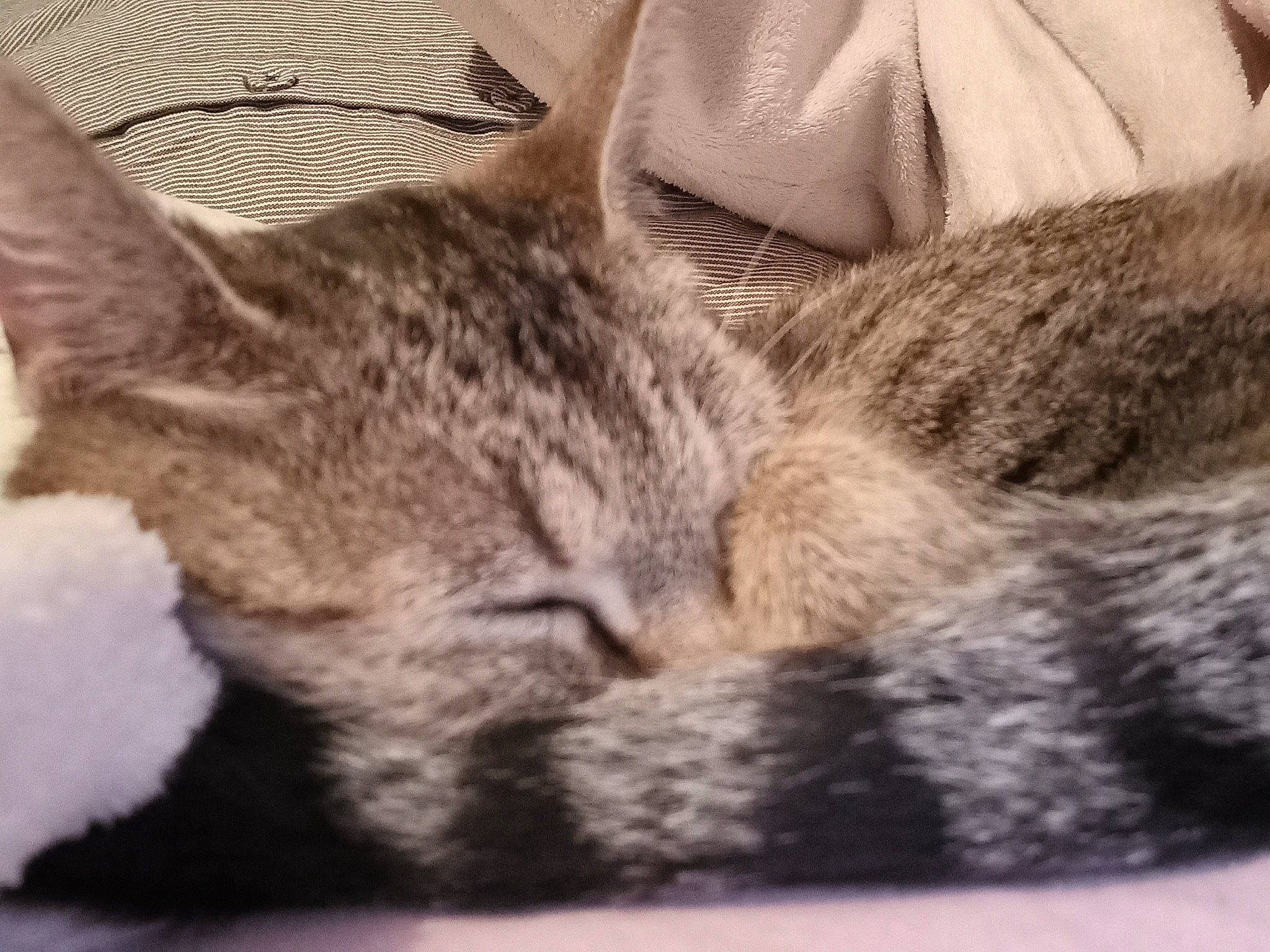 Choupie participe au concours pour gagner de l'argent avec cette photo : carnivore, cat, cloud, comfort, domestic_short_haired_cat, felidae, fur, grey, linens, nap, paw, sky, sleep, small_to_medium_sized_cats, snout, square, tail, whiskers, wood