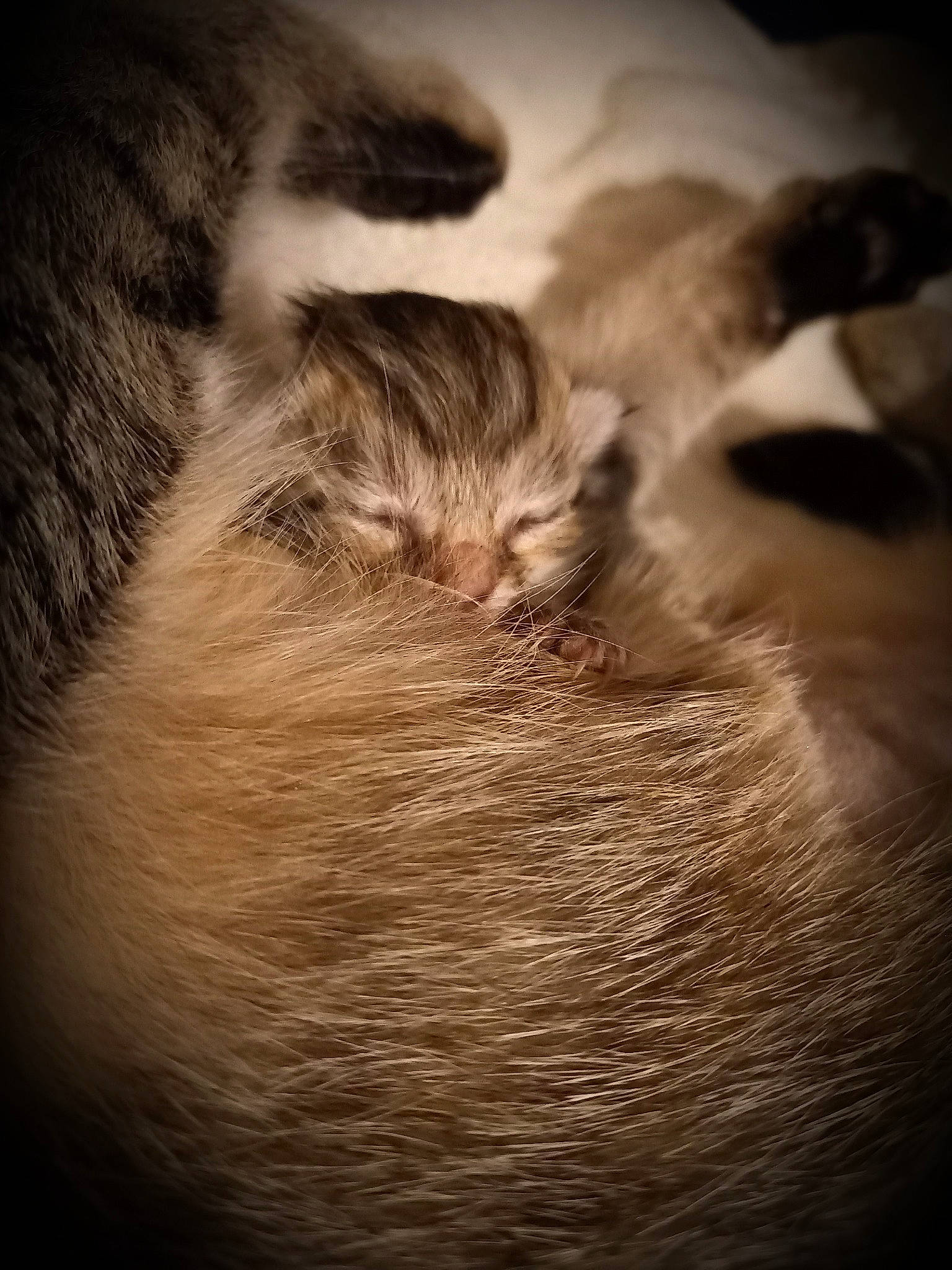 Haru a rejoint le concours — aidez-le/la à gagner de superbes lots ! claw, close_up, cloud, darkness, eyelash, feather, felidae, fur, meteorological_phenomenon, monochrome, monochrome_photography, paw, sky, small_to_medium_sized_cats, snout, sporting_group, tail, whiskers, wildlife, wood
