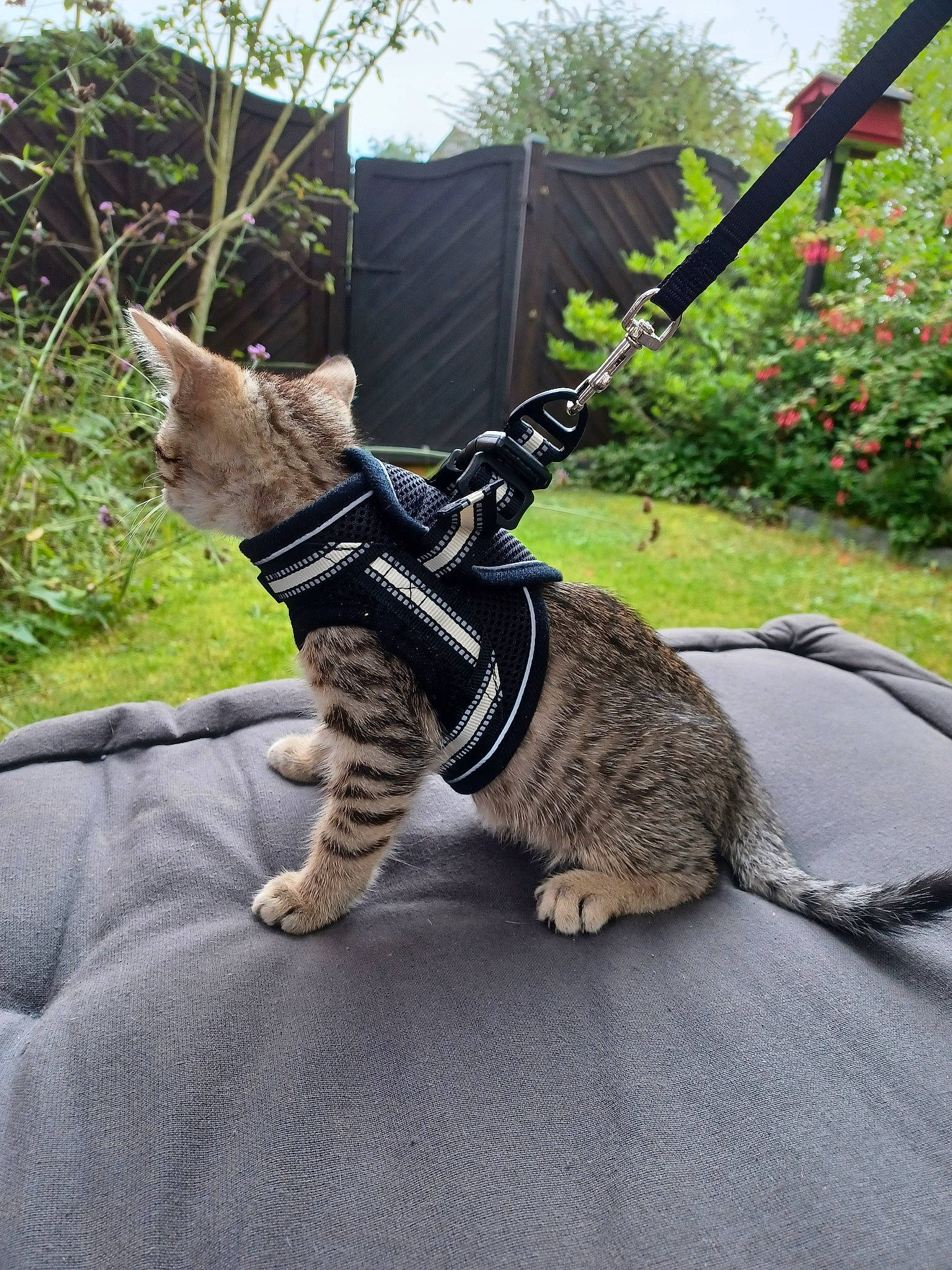 Haru a rejoint le concours — aidez-le/la à gagner de superbes lots ! carnivore, cat, collar, companion_dog, dog_breed, fawn, felidae, flowerpot, fur, grass, houseplant, leash, military_camouflage, plant, small_to_medium_sized_cats, snout, sporting_group, tail, tree, whiskers