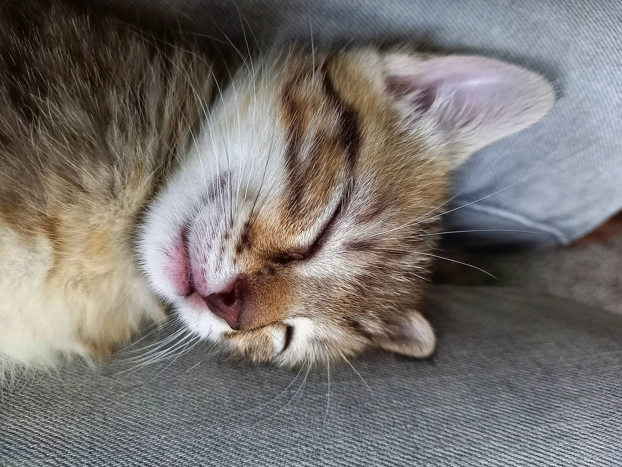 Haru participe au concours pour gagner de l'argent avec cette photo : bored, carnivore, cat, claw, close_up, comfort, curious, domestic_short_haired_cat, ear, fawn, felidae, fur, nap, paw, sleep, small_to_medium_sized_cats, whiskers