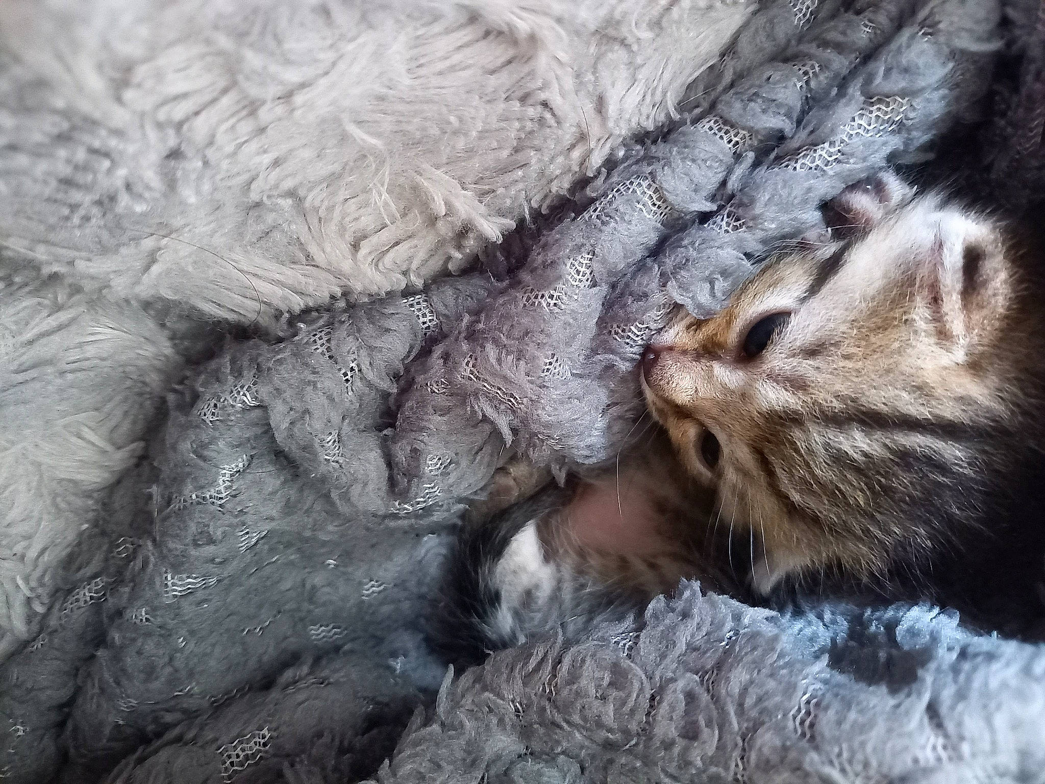 Haru participe au concours pour gagner de l'argent avec cette photo : carnivore, cat, claw, close_up, comfort, domestic_short_haired_cat, fawn, felidae, fur, grey, hand, paw, sleep, small_to_medium_sized_cats, snout, tail, terrestrial_animal, whiskers, wildlife, wood