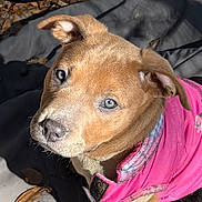 Khaleesi joined the competition — help win amazing prizes! animal, bowl, brown_puppy, canine, curious, cute, dog, dog_food, ears, fur, leaves, looking_up, outdoor, pet, pink_jacket, puppy, sitting, snout, sunlight, young_dog