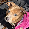 animal, bowl, brown_puppy, canine, curious, cute, dog, dog_food, ears, fur, leaves, looking_up, outdoor, pet, pink_jacket, puppy, sitting, snout, sunlight, young_dog