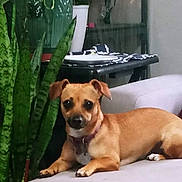 Ava Grace is registered to the contest to win money with this photo: brown_dog, canine, companion_animal, couch, cozy, dog, domestic_animal, furniture, houseplant, indoor, leafy_plant, living_room, pet, plant, potted_plant, relaxed, resting, small_dog, snake_plant, table