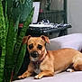 brown_dog, canine, companion_animal, couch, cozy, dog, domestic_animal, furniture, houseplant, indoor, leafy_plant, living_room, pet, plant, potted_plant, relaxed, resting, small_dog, snake_plant, table