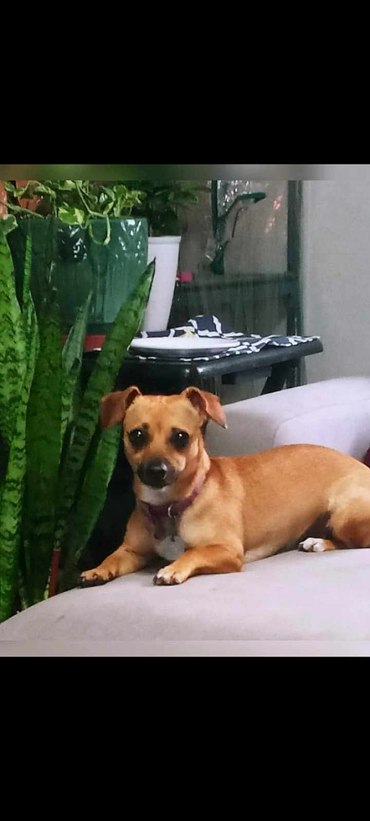 Ava Grace is registered to the contest to win money with this photo: brown_dog, canine, companion_animal, couch, cozy, dog, domestic_animal, furniture, houseplant, indoor, leafy_plant, living_room, pet, plant, potted_plant, relaxed, resting, small_dog, snake_plant, table