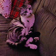 Aki a rejoint le concours — aidez-le/la à gagner de superbes lots ! cat, couch, pillow, plaid, striped, feline, indoor, relaxed, pet, fur, cozy, resting, domestic_animal, comfort, living_room, white, gray, black, pink, patterned