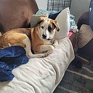 George is registered to the contest to win money with this photo: dog, couch, blanket, pillow, living_room, furniture, pet_crate, floor, shoe, brown, white, black_patch, relaxed, indoor, home, comfort, fur, ears, face, resting