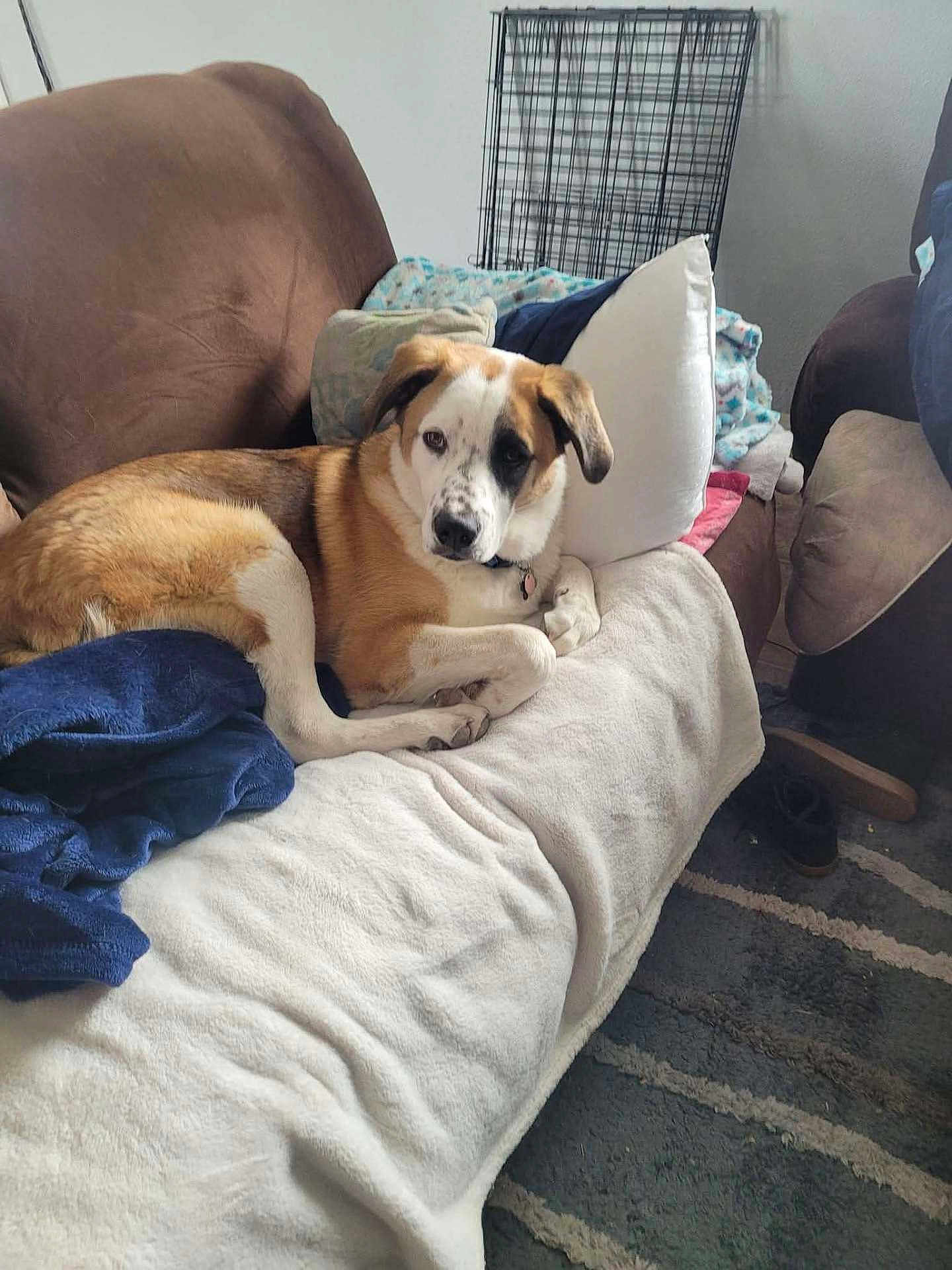 George is registered to the contest to win money with this photo: dog, couch, blanket, pillow, living_room, furniture, pet_crate, floor, shoe, brown, white, black_patch, relaxed, indoor, home, comfort, fur, ears, face, resting