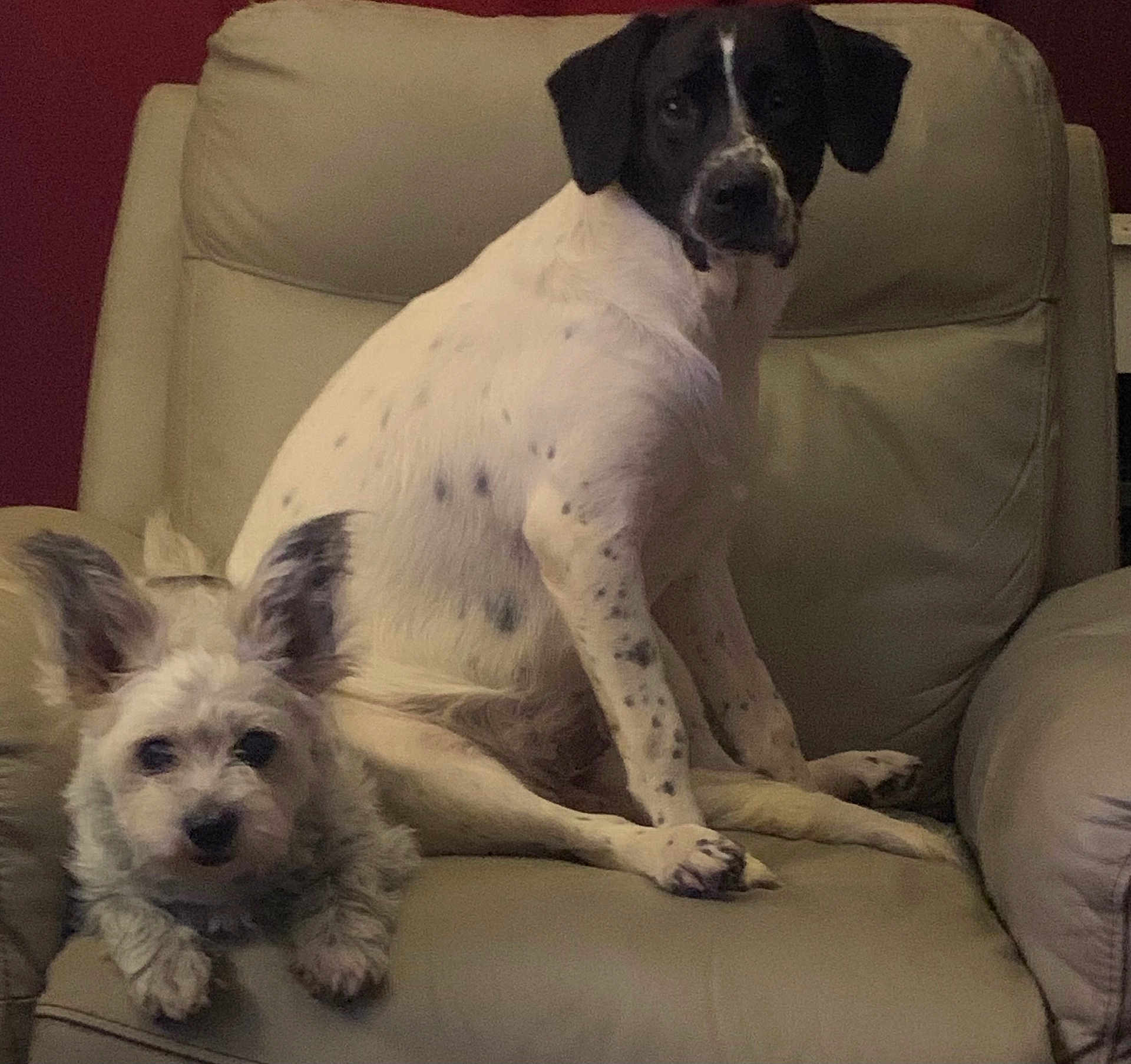 Meg joined the competition — help win amazing prizes! dog, two_dogs, leather_chair, indoor, pet, animal, sitting, lying_down, curious, furry, small_dog, large_dog, spotted_fur, ears, face, paw, cozy, home, furniture, companion