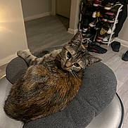 Legacy joined the competition — help win amazing prizes! cat, tortoiseshell_cat, pet, gray_cushion, stool, indoor, shoe_rack, shoes, floor, relaxed, fur, animal, whiskers, ears, looking, domestic, home, comfort, resting, feline