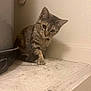 Legacy is registered to the contest to win money with this photo: cat, tabby, animal, pet, curious, indoor, corner, pipe, container, ledge, feline, whiskers, ears, paw, floor, wall, quiet, soft_light, looking_down, domestic