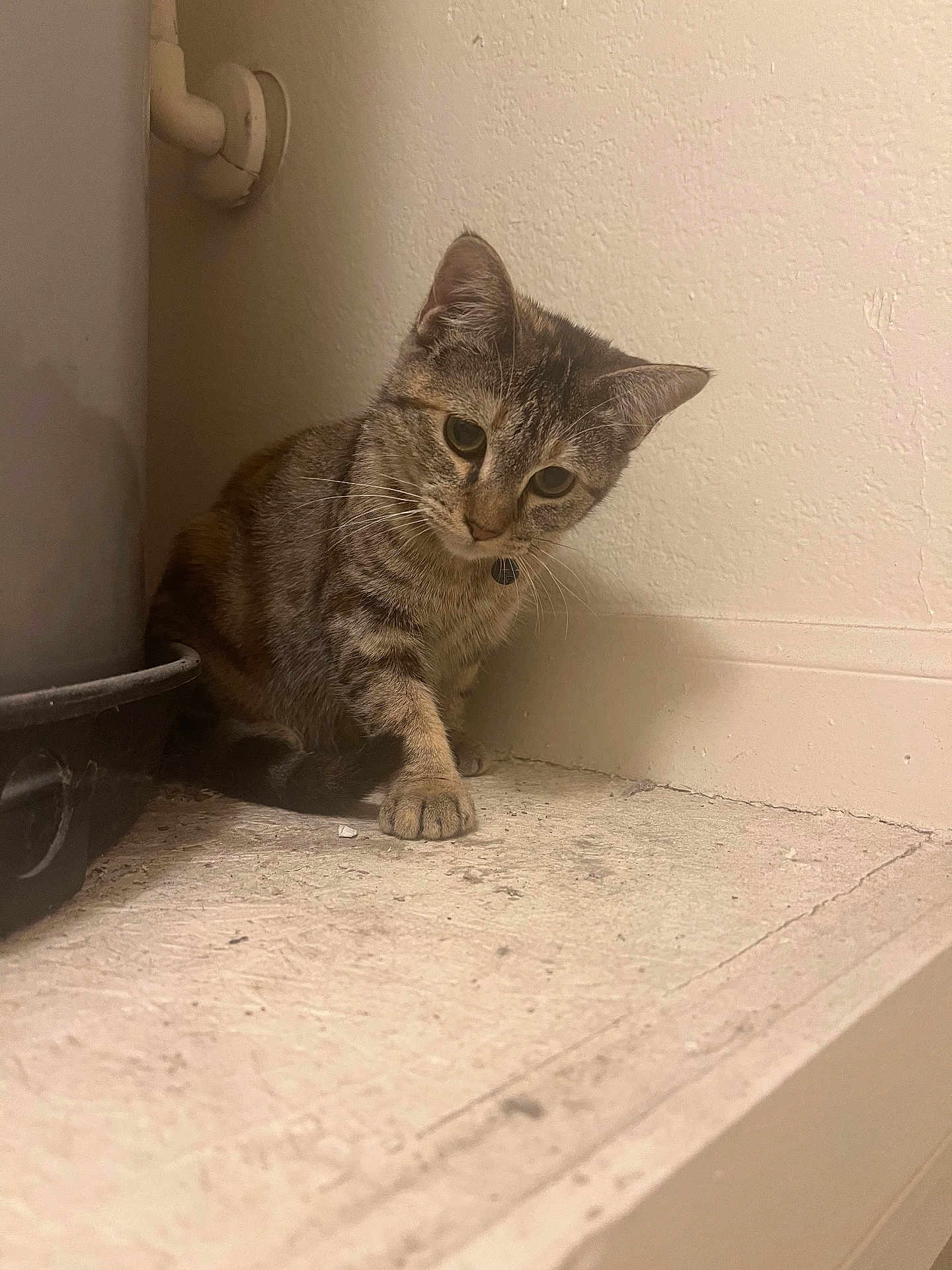 Legacy is registered to the contest to win money with this photo: cat, tabby, animal, pet, curious, indoor, corner, pipe, container, ledge, feline, whiskers, ears, paw, floor, wall, quiet, soft_light, looking_down, domestic