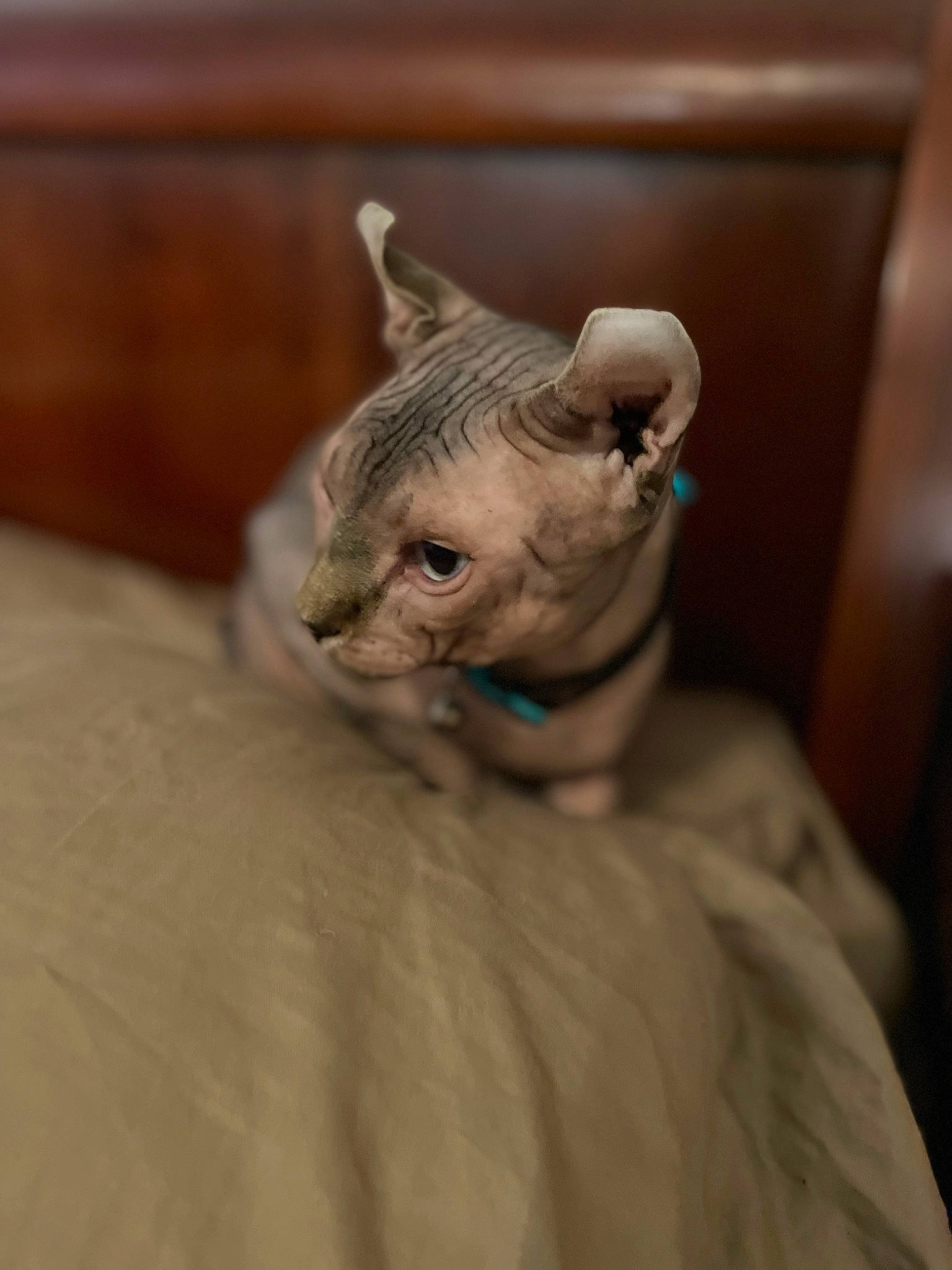 Kiddy joined the competition — help win amazing prizes! art, artifact, fawn, felidae, fur, sculpture, small_to_medium_sized_cats, snout, terrestrial_animal, toy, toy_dog, whiskers, wood, wrinkle