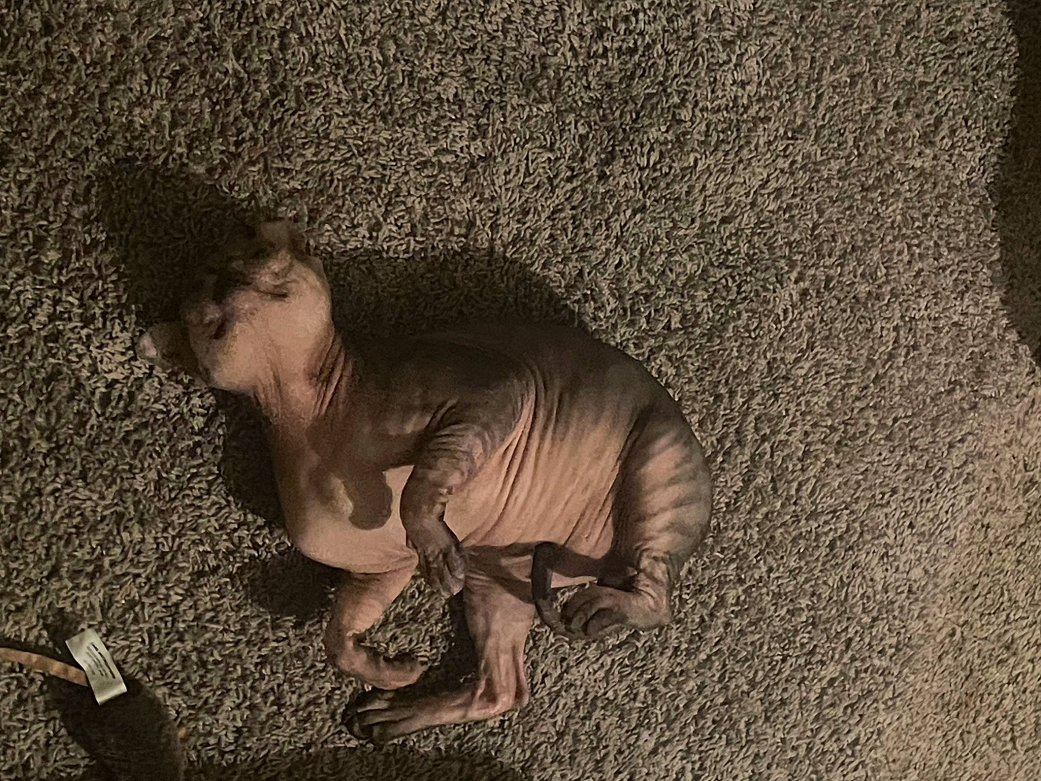 Kiddy joined the competition — help win amazing prizes! asphalt, crawling, darkness, flash_photography, flooring, fun, grass, grey, human_leg, monochrome, monochrome_photography, people_in_nature, road_surface, shadow, sitting, soil, tints_and_shades, vintage_clothing, visual_arts, wood