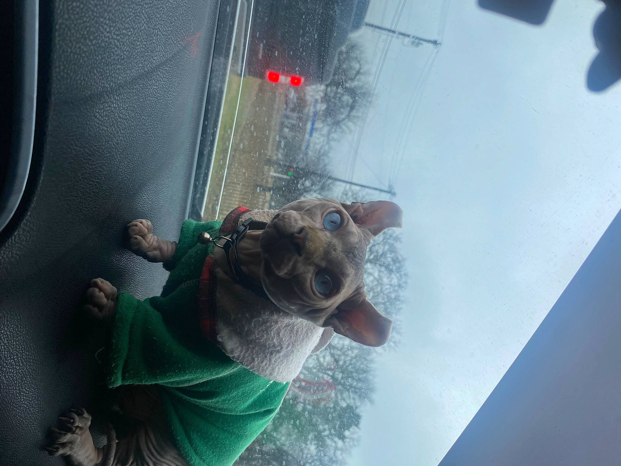 Kiddy is registered to the contest to win money with this photo: auto_part, automotive_exterior, automotive_lighting, automotive_window_part, dog, dog_breed, door_handle, eyewear, fun, glass, reflection, sky, snout, sunglasses, vehicle, vehicle_door, water, window, windshield