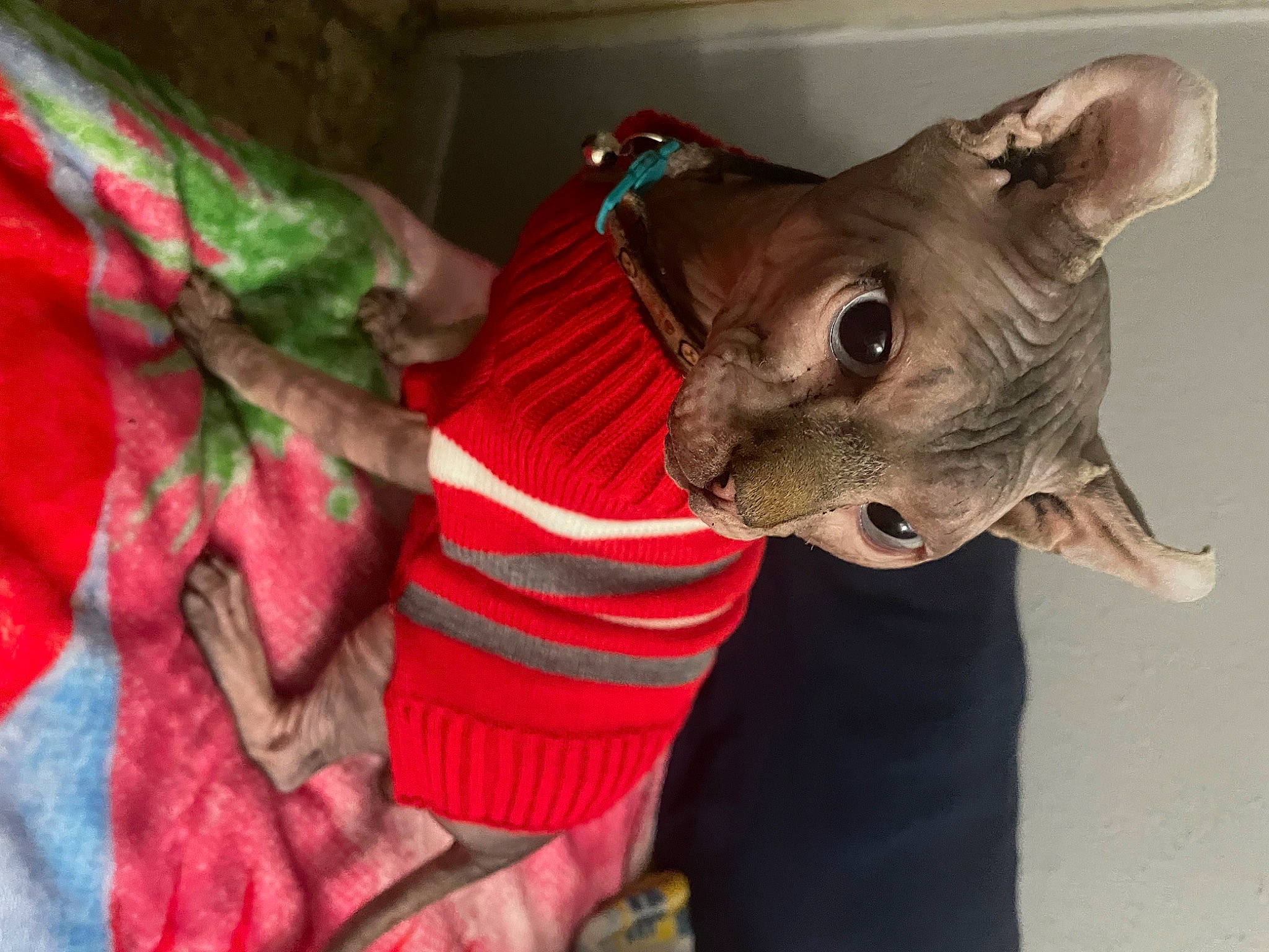 Kiddy joined the competition — help win amazing prizes! art, black_rhinoceros, canidae, carmine, carnivore, dog_breed, fang, fashion_accessory, fawn, felidae, jaw, linens, liver, mexican_hairless_dog, snout, sporting_group, terrestrial_animal, whiskers, working_animal, wrinkle