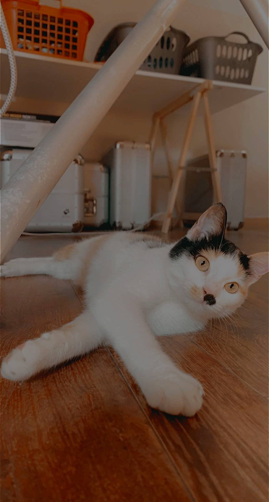 Queen participe au concours pour gagner de l'argent avec cette photo : carnivore, cat, cat_furniture, cat_supply, domestic_short_haired_cat, fawn, felidae, flooring, fur, hardwood, paw, pet_supply, room, shelf, small_to_medium_sized_cats, snout, tail, whiskers, wood, wood_flooring