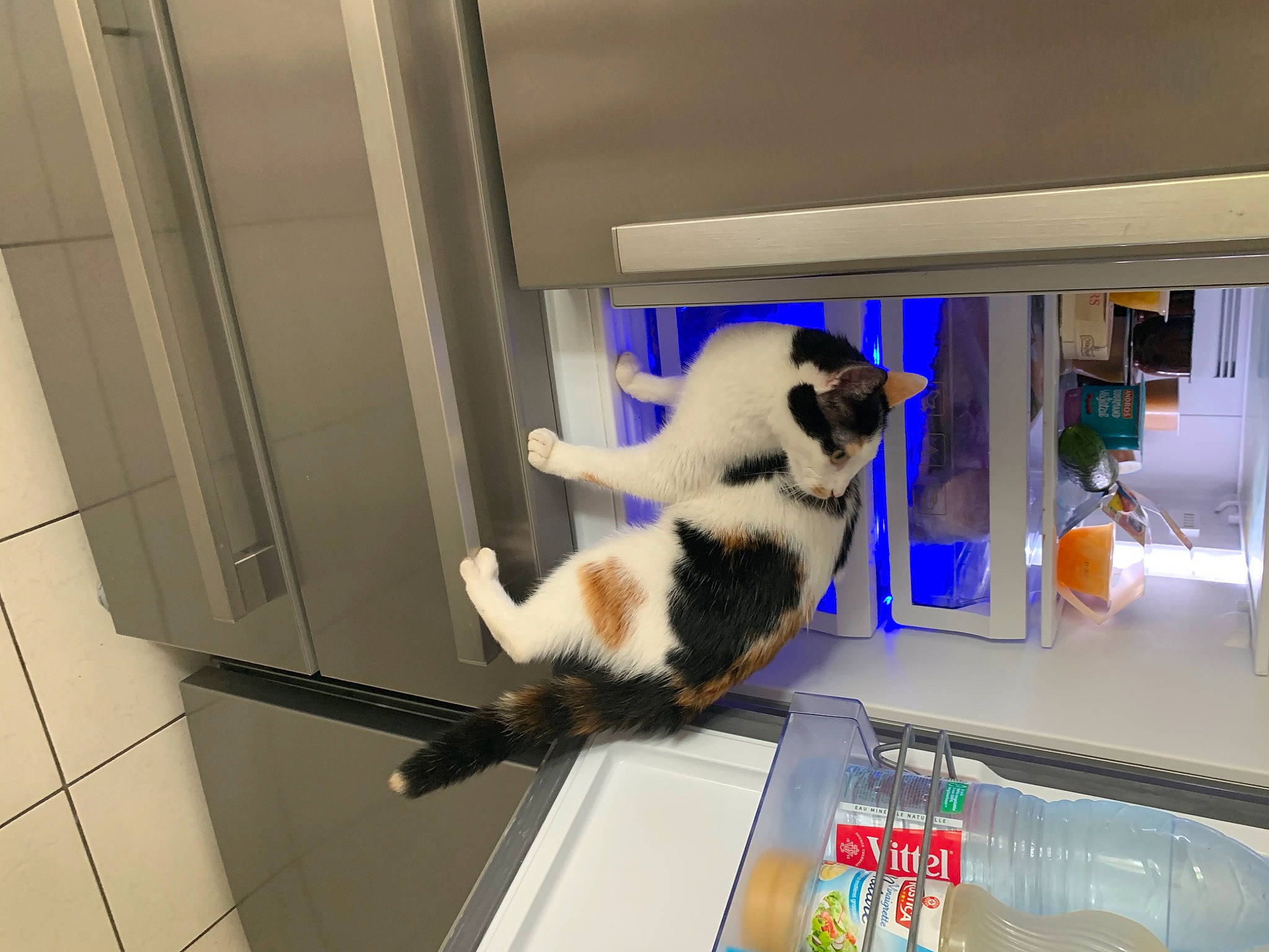 Queen a rejoint le concours — aidez-le/la à gagner de superbes lots ! canidae, carnivore, cat, cat_supply, companion_dog, domestic_short_haired_cat, felidae, flooring, fur, gas, machine, paw, pet_supply, room, small_to_medium_sized_cats, tail, whiskers