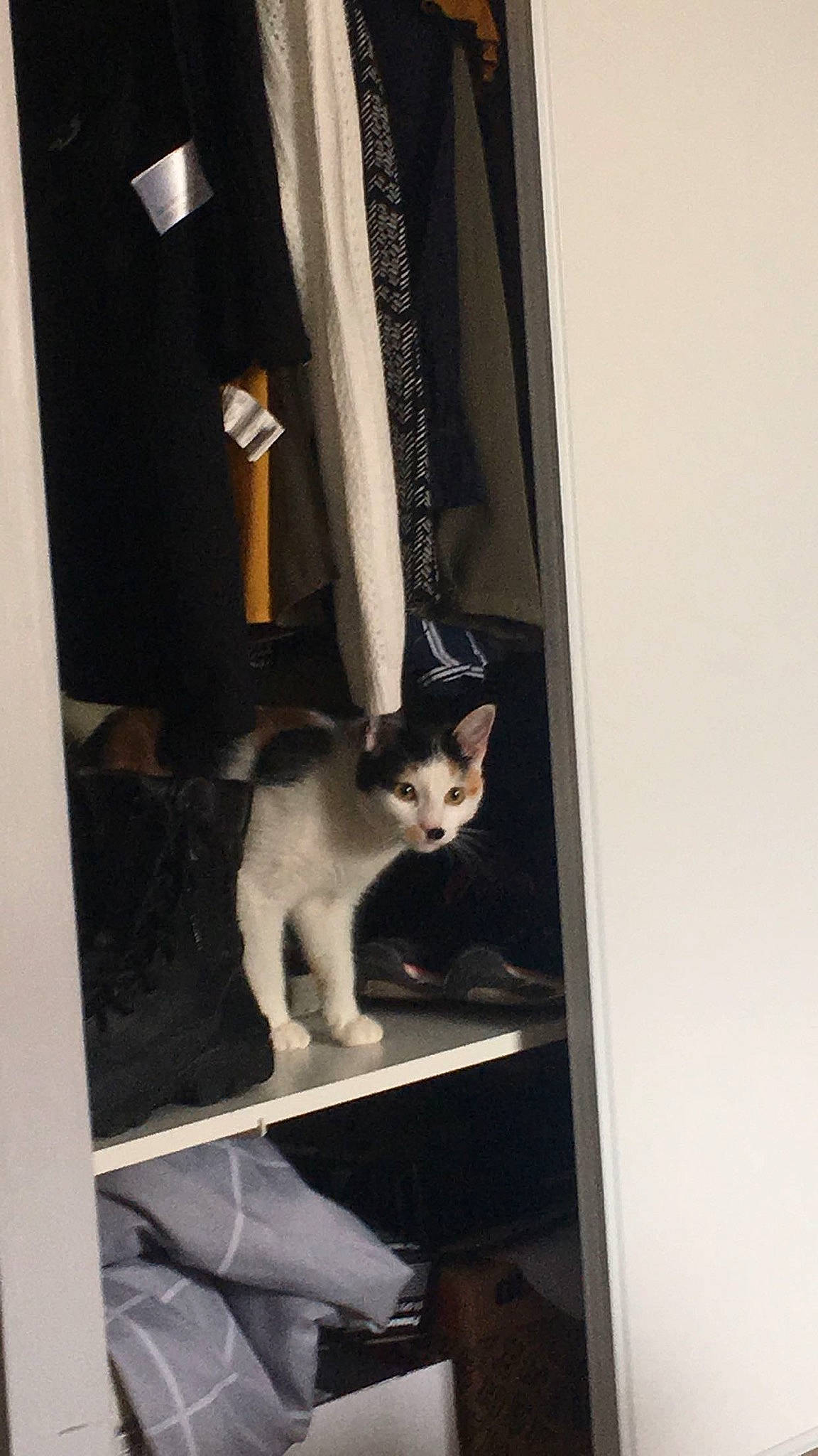 Queen participe au concours pour gagner de l'argent avec cette photo : carnivore, cat, curtain, door, felidae, fixture, home_door, metal, room, small_to_medium_sized_cats, tail, whiskers, window, wood