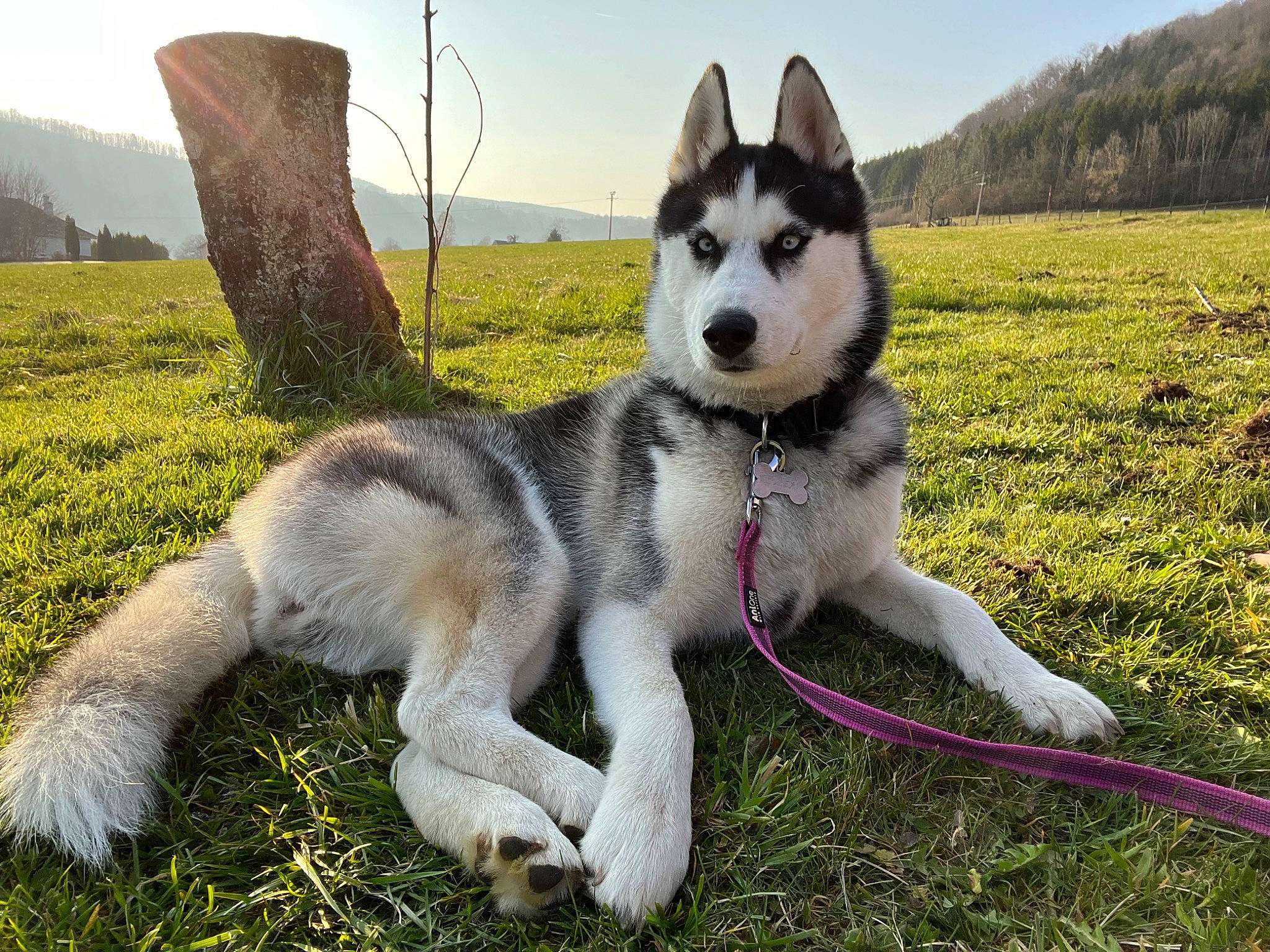 Soléa participe au concours pour gagner de l'argent avec cette photo : canidae, carnivore, collar, companion_dog, dog, dog_breed, fur, grass, grassland, leash, plant, siberian_husky, sky, sled_dog, snout, sporting_group, tail, tree, working_animal, working_dog