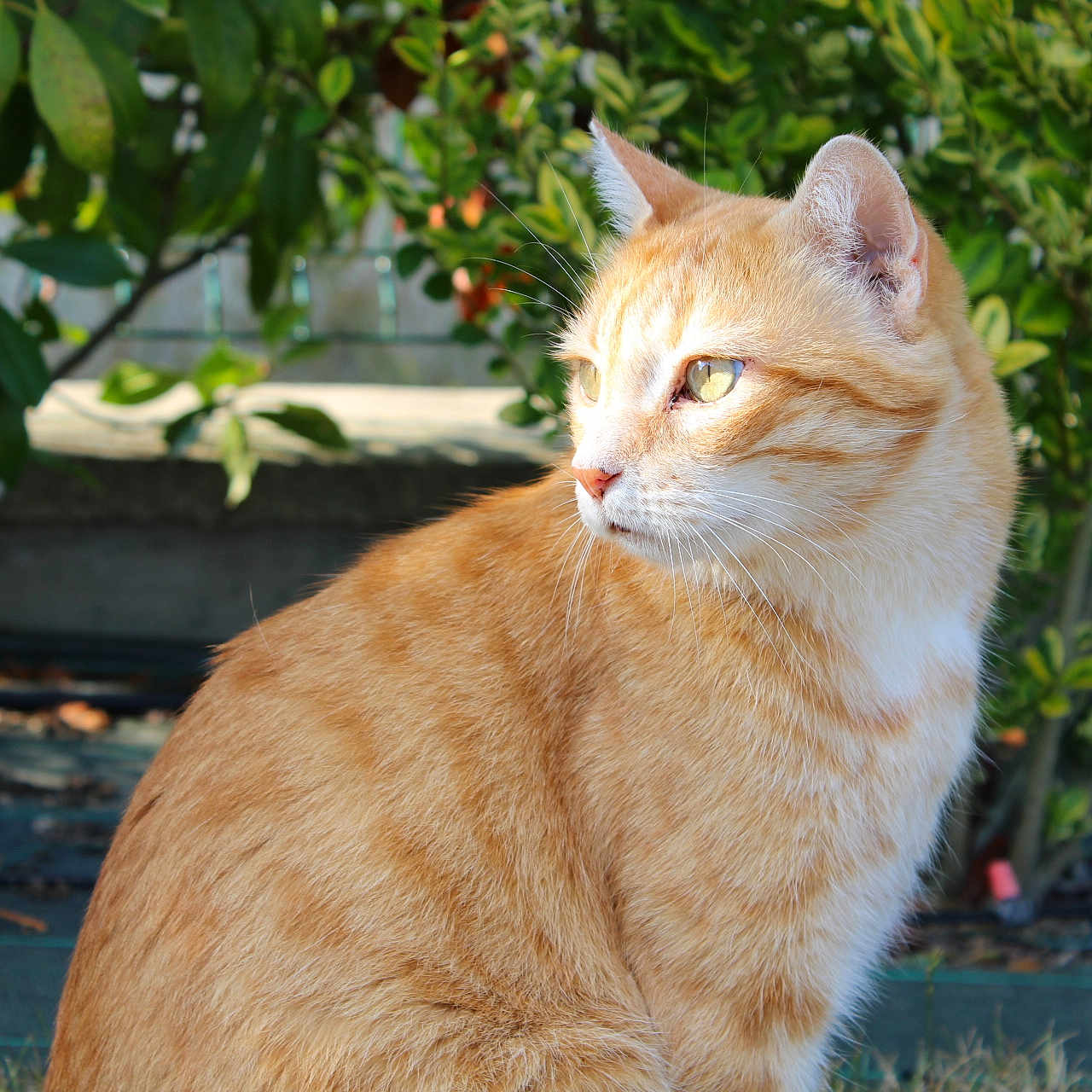 Frimousse participe au concours pour gagner de l'argent avec cette photo : abyssinian, angora, animal, cat, citrusfruit, food, fruit, hardwood, kitten, manx, pet, plant, plywood, produce, siamese, wood