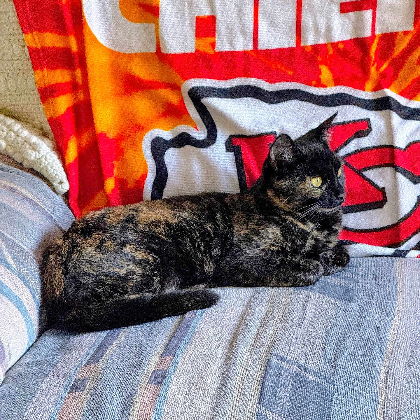 Roxxy is registered to the contest to win money with this photo: animal, black, blanket, cat, colorful, couch, cozy, domestic_cat, feline, indoor, orange, patterned_fabric, pet, red, relaxed, resting, side_view, team_blanket, tortoiseshell_cat, yellow_eyes