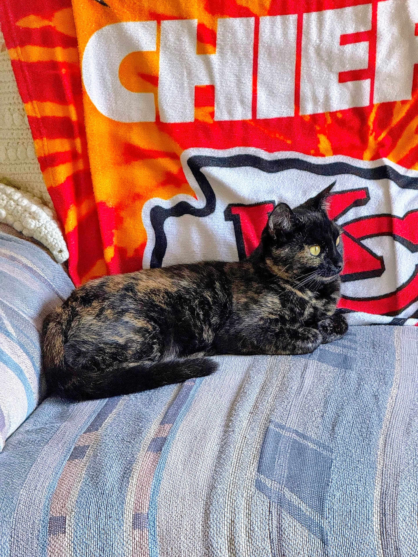 Roxxy is registered to the contest to win money with this photo: cat, tortoiseshell_cat, couch, blanket, indoor, pet, feline, animal, resting, side_view, patterned_fabric, colorful, orange, red, black, yellow_eyes, cozy, team_blanket, domestic_cat, relaxed