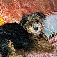 Remi joined the competition — help win amazing prizes! adorable, animal, black, blanket, brown, companion, cozy, cute, dog, fluffy, friendly, fur, indoor, looking_at_camera, lying_down, pet, puppy, relaxed, small_dog, soft_texture