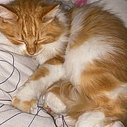 Simba a rejoint le concours — aidez-le/la à gagner de superbes lots ! cat, sleeping, orange_cat, white_fur, fluffy, pet, domestic_cat, cozy, blanket, resting, cute, animal, feline, paws, fur, closeup, indoors, peaceful, relaxed, bedroom