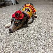 Scamp is registered to the contest to win money with this photo: dog, puppy, firefighter_costume, hat, vest, lying_down, indoor, floor, speckled_floor, pet, animal, cute, costume, domestic, laying, canine, small_dog, resting, household, person_legs
