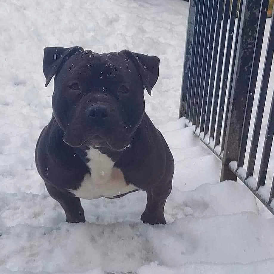 Tyson participe au concours pour gagner de l'argent avec cette photo : animal, bench, bostonbull, boxer, bulldog, canine, dog, fence, frenchbulldog, furniture, ice, labradorretriever, nature, outdoors, pet, pitbull, puppy, snout, snow, yard
