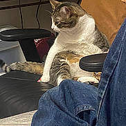 Roast Beef joined the competition — help win amazing prizes! animal, cat, chair, clothing, couch, cushion, document, footwear, furniture, homedecor, indoors, jeans, kitten, pants, person, pet, receipt, shoe, sitting, sleeping