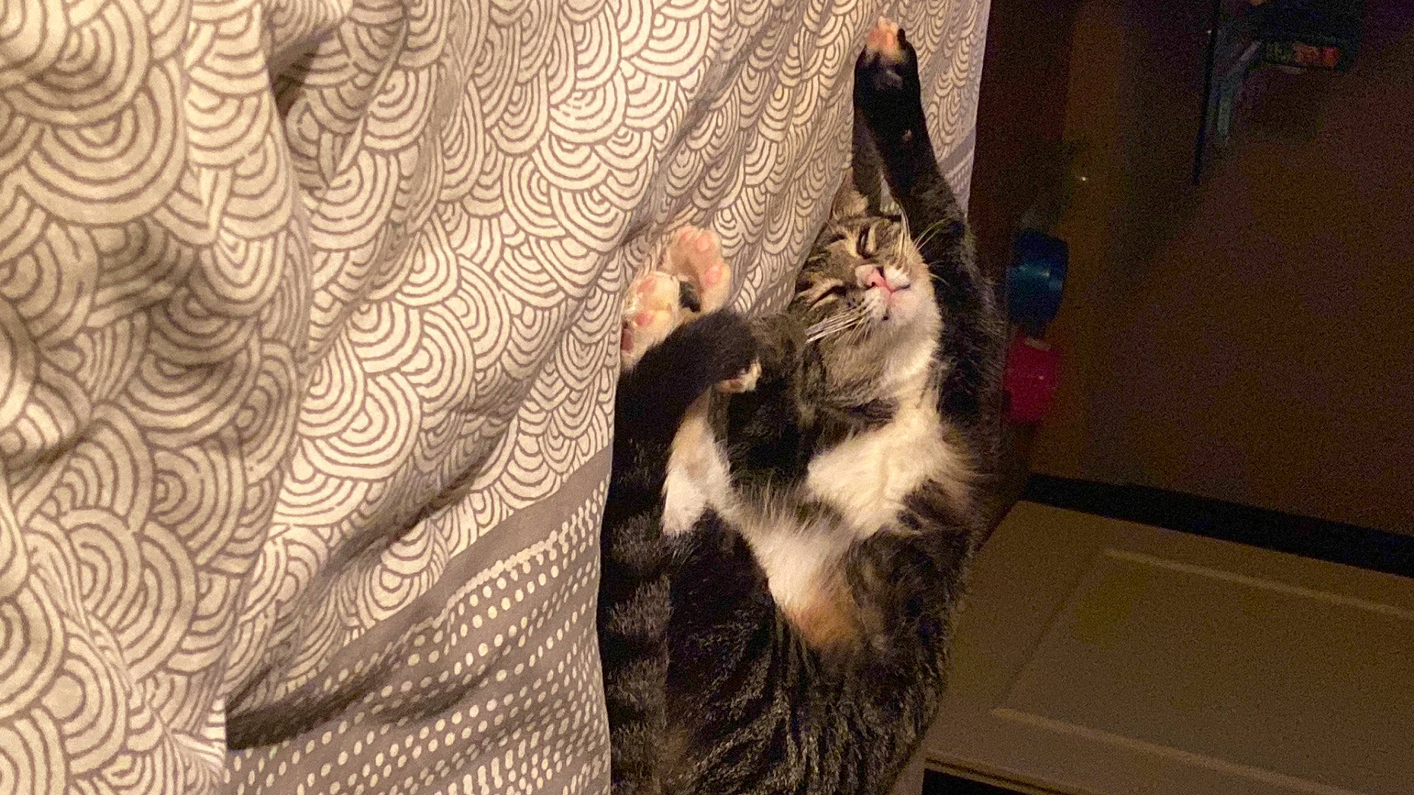 Nounou a rejoint le concours — aidez-le/la à gagner de superbes lots ! canidae, carnivore, cat, comfort, couch, domestic_short_haired_cat, felidae, flooring, fur, grey, human_leg, mammal, pattern, paw, room, small_to_medium_sized_cats, tail, tree, whiskers, wood