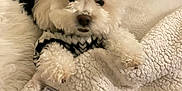 Chicken is registered to the contest to win money with this photo: dog, white_dog, fluffy, cozy, blanket, cushion, sweater, indoor, pet, fur, cute, comfort, resting, soft_texture, home, animal, snuggling, relaxing, small_dog, warm
