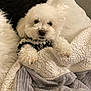 dog, white_dog, fluffy, cozy, blanket, cushion, sweater, indoor, pet, fur, cute, comfort, resting, soft_texture, home, animal, snuggling, relaxing, small_dog, warm