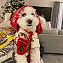 Chicken joined the competition — help win amazing prizes! dog, white_dog, holiday_clothing, red_hat, mittens, christmas_tree, indoor, living_room, festive, cute, pet, fur, small_dog, decorations, cozy, holiday_season, puppy, holding, person_hand, winter_wear
