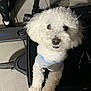 Chicken joined the competition — help win amazing prizes! dog, white, curly_fur, pet, small_dog, looking_up, indoors, clothing, gray_shirt, blue_trim, stroller, scooter, floor, shadow, black, happy, cute, animal, companion, paw