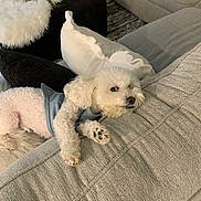Chicken joined the competition — help win amazing prizes! dog, white_dog, curly_fur, couch, pillow, living_room, furniture, pet, resting, cozy, blanket, decor, plant, candle, ottoman, fur, relaxing, indoor, small_dog, vest