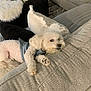 dog, white_dog, curly_fur, couch, pillow, living_room, furniture, pet, resting, cozy, blanket, decor, plant, candle, ottoman, fur, relaxing, indoor, small_dog, vest