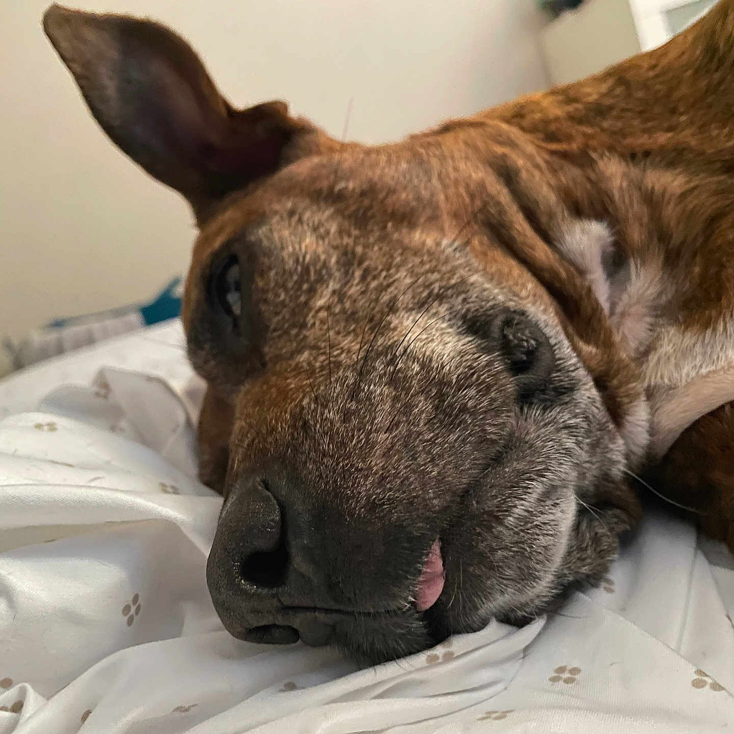 Honey joined the competition — help win amazing prizes! animal, bed, black_nose, brown_fur, close_up, companion, cozy, cute, dog, ear, fur_texture, indoors, paw_prints, pet, relaxed, resting, sleeping, snout, tongue_out, white_sheet