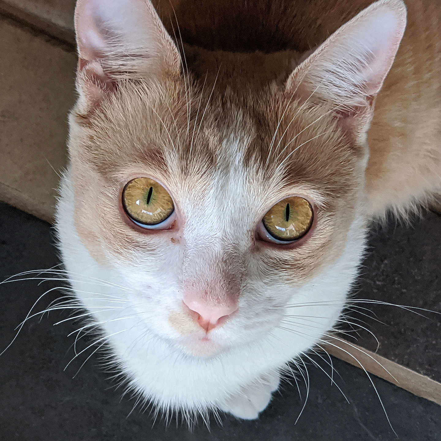 Baby Yoda is registered to the contest to win money with this photo: animal, cat, close_up, curious, cute, domestic, ears, feline, floor, fur, golden_eyes, indoor, looking_up, natural_light, pet, pink_nose, portrait, tile, whiskers, whiskers_visible
