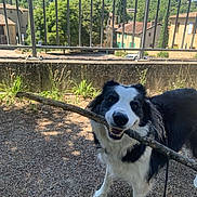 Rig participe au concours pour gagner de l'argent avec cette photo : animal, black_and_white, building, canine, daytime, dog, fence, grass, gravel, greenery, happy, leash, nature, outdoor, pet, playful, stick, sunny, tree, village